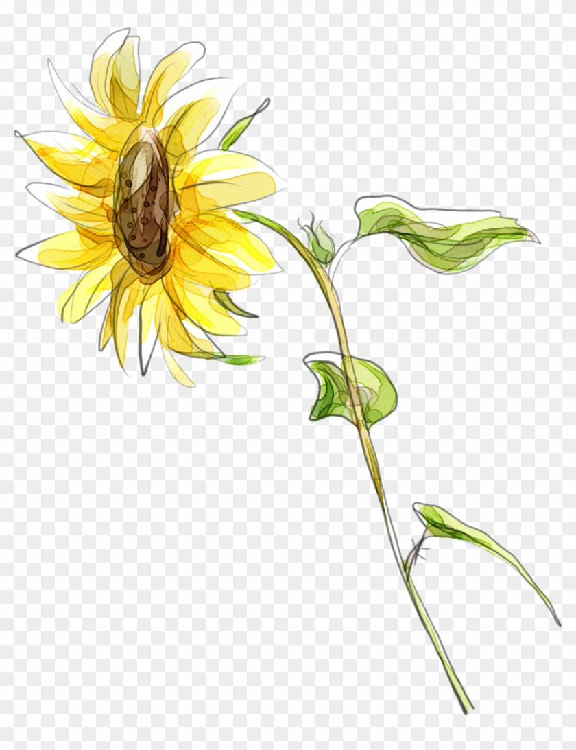 Common Sunflower Cartoon Illustration - Flower #272180