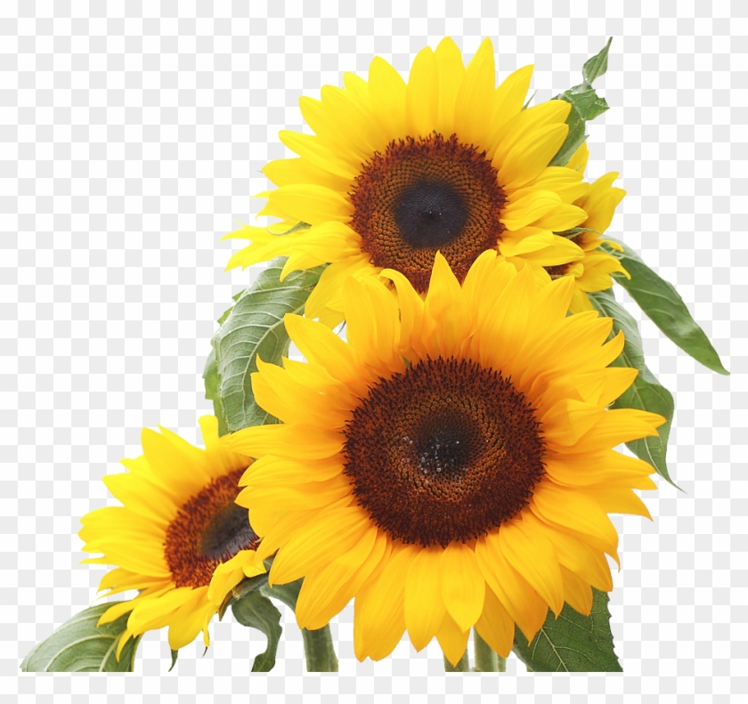 Best 25 Sunflower Clipart Ideas On Mzayat - Proverbs 3 5 6 Niv #272198