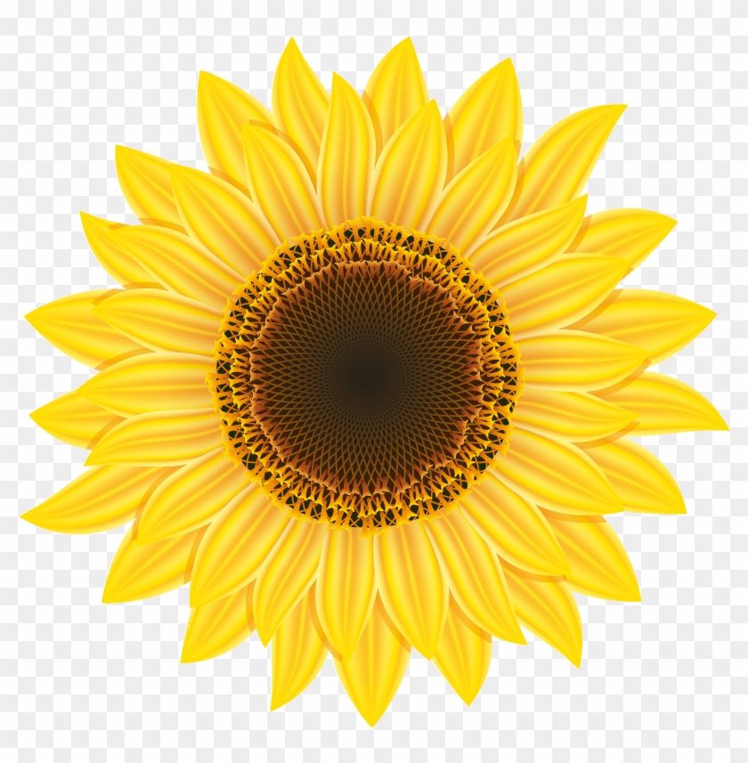 Sunflower Png Clipart - Sunflower Free Clip Art #272204