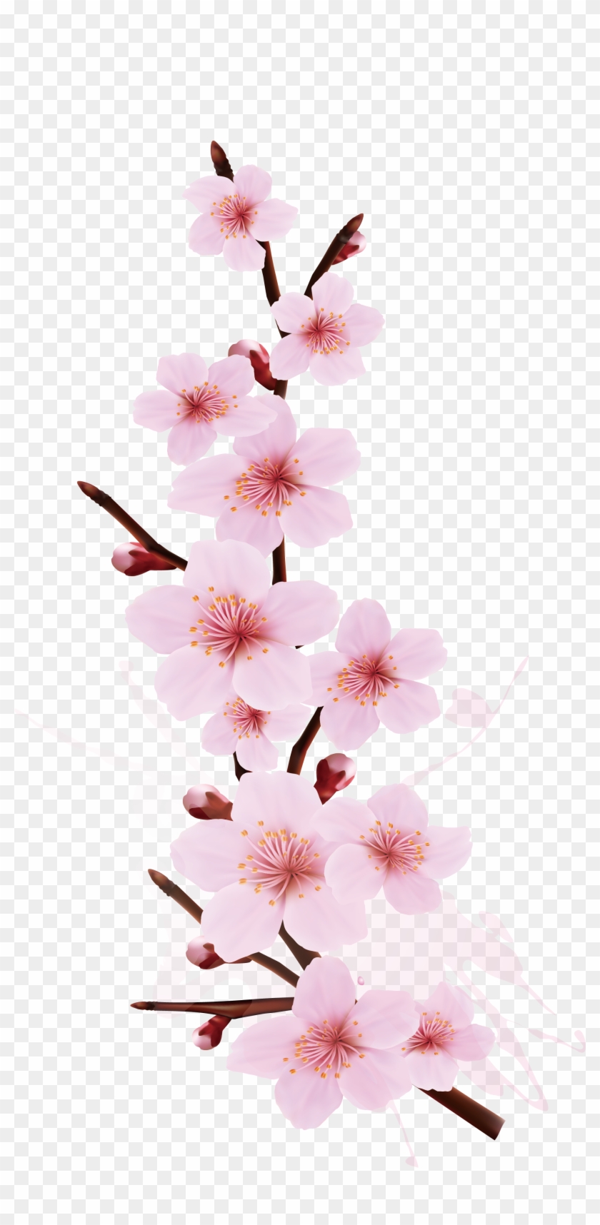 Cherry Blossom Branch Tree Smudge Splash Cherry Design - Cherry Blossom Branch Tree Smudge Splash Cherry Design #272489