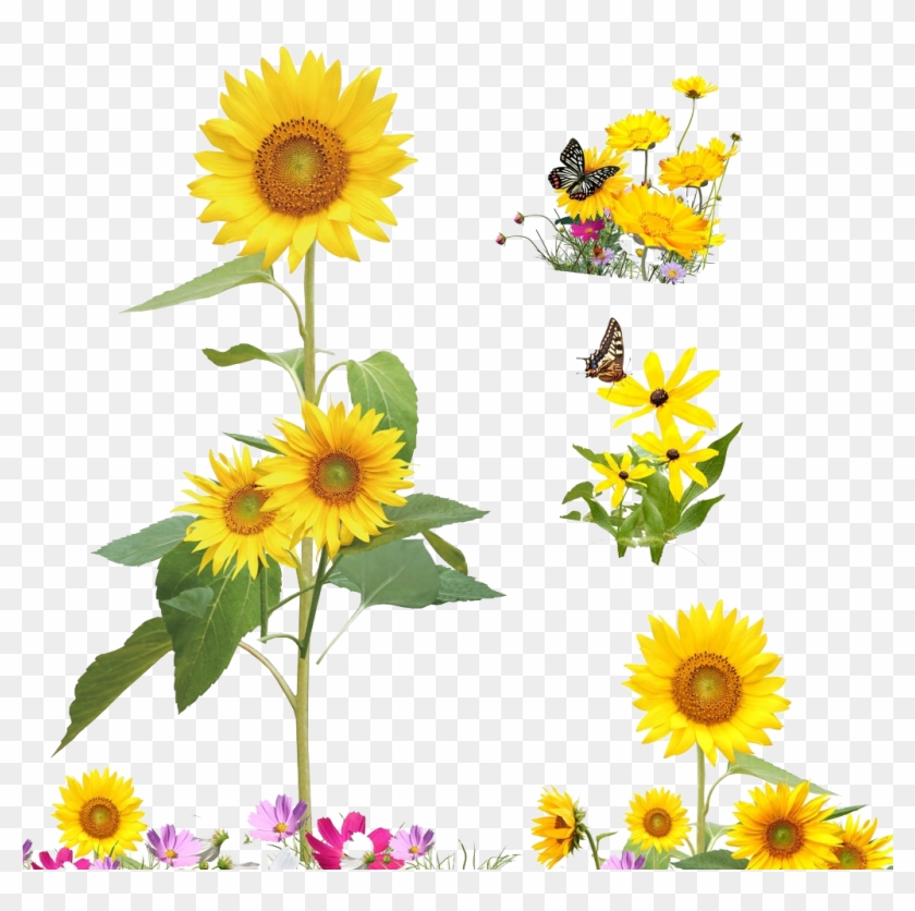Common Sunflower Cartoon Illustration Yellow Sunflowers - Sodial ...