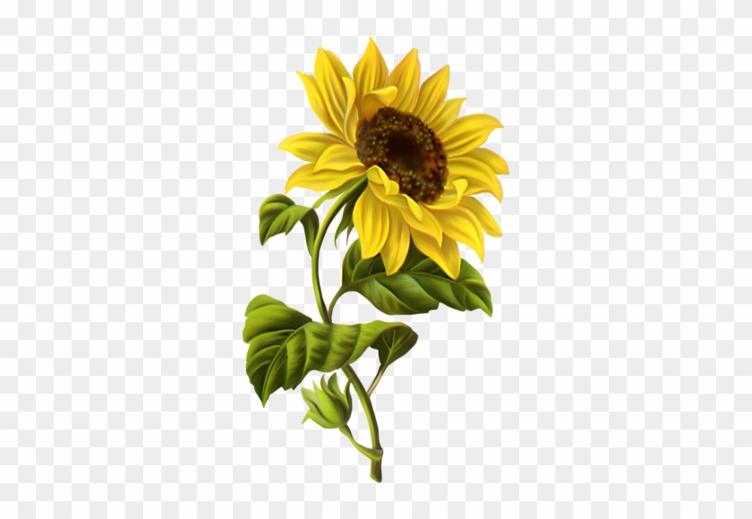 Sunflower - Sunflower Drawing #272220