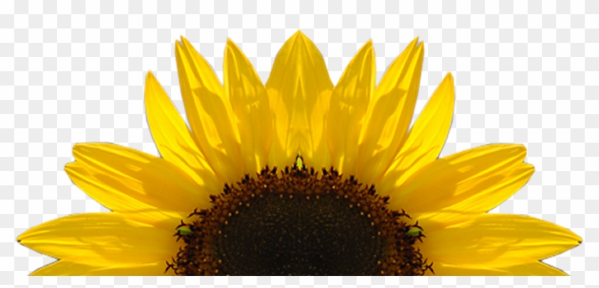 Sunflower Free Sunflower Clipart Half Pencil And In - Key Cutting Board Kess Inhouse #272259