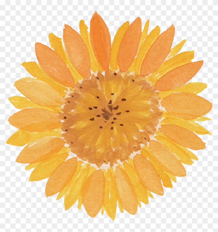 Free Download - Watercolor Sunflower Transparent #272262