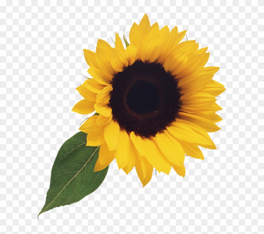 Free Sunflower Clipart Png - Sunflower Png #272269