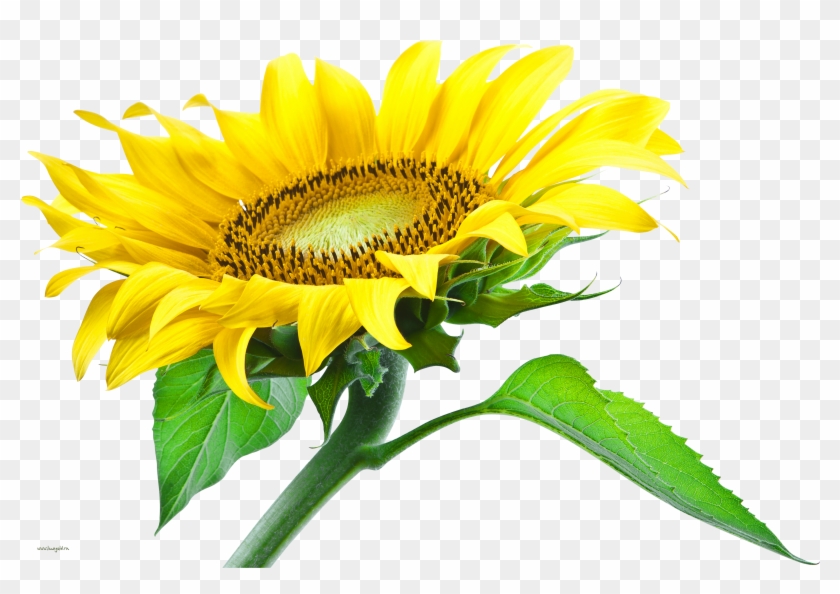 Sun Flower Png Hd #272281