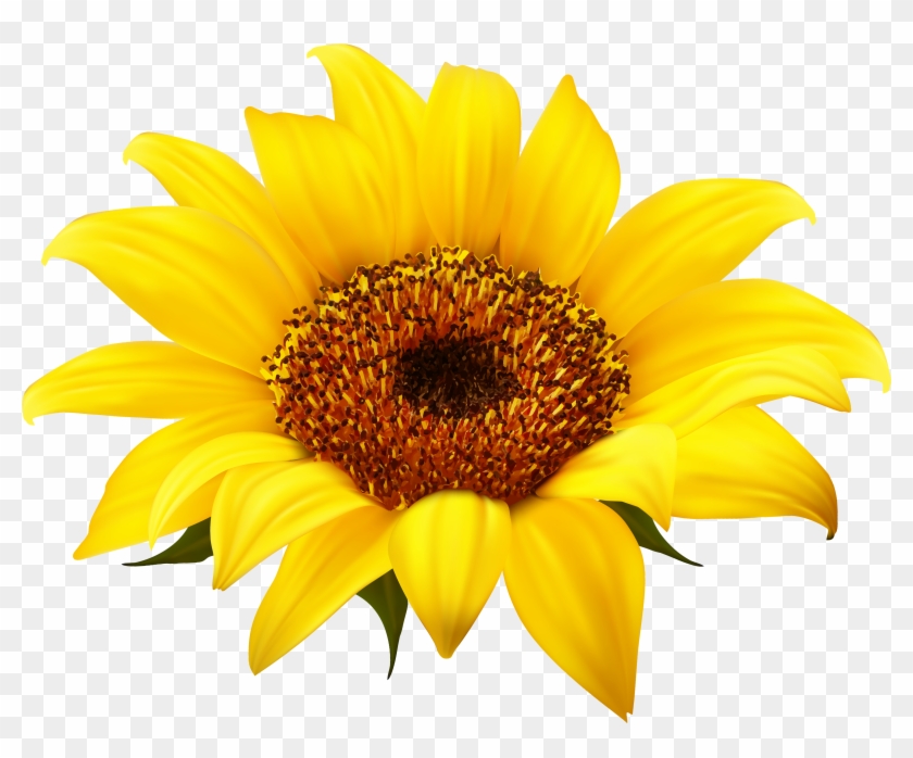 Sunflower Png Clipart - Sunflower Clipart Free #272275