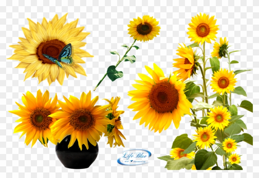 Sunflower Transparent Background Png Sunflowers Png Free