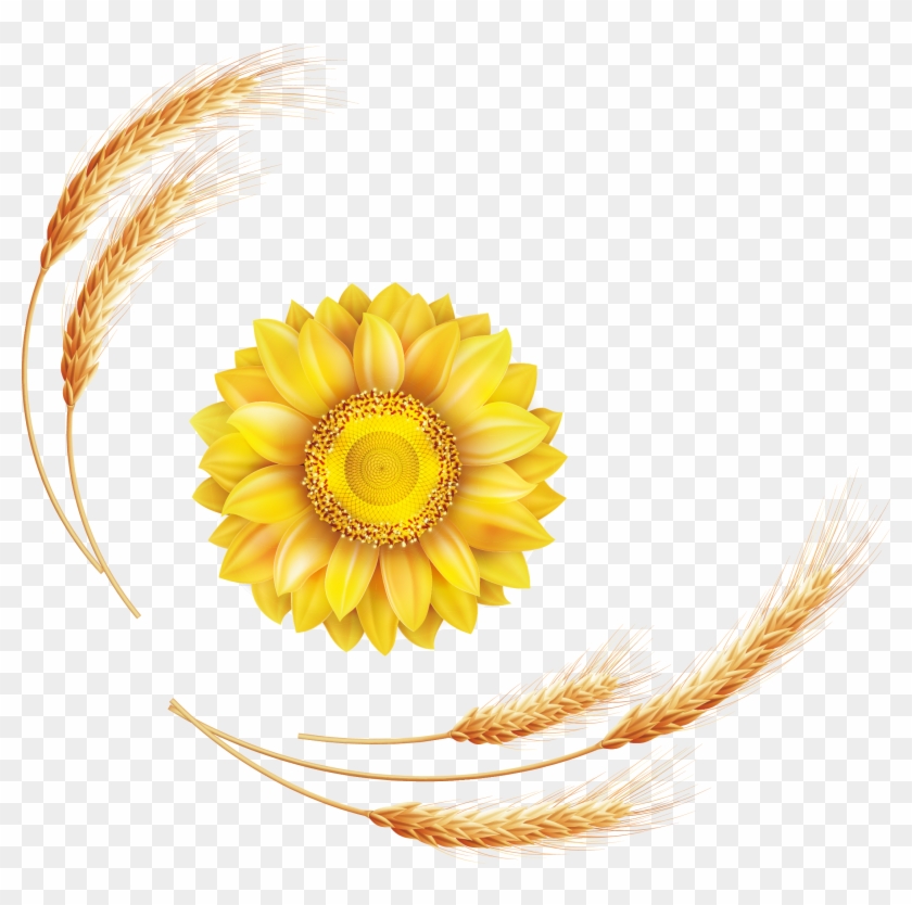 Common Sunflower Euclidean Vector - Common Sunflower Euclidean Vector #272555