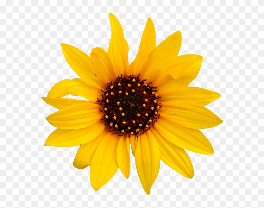 Free Free 258 Clipart Sunflower Jpg SVG PNG EPS DXF File