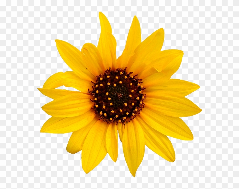 Sunflower Transparent Png - Sunflower Jpg White Background #272349