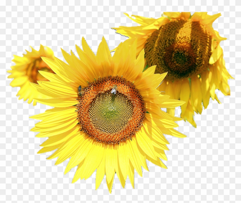 Sunflower Flower Free Png Transparent Images Free Download - Sunflower And Bee Transparent #272387