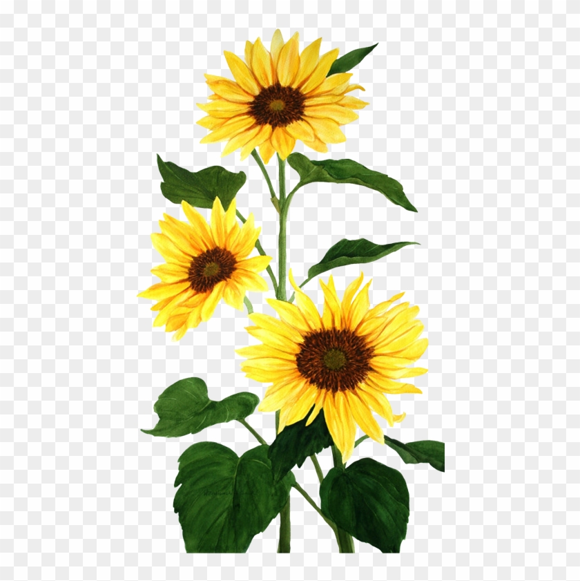 Common Sunflower Watercolor Painting - Common Sunflower Watercolor Painting #272552