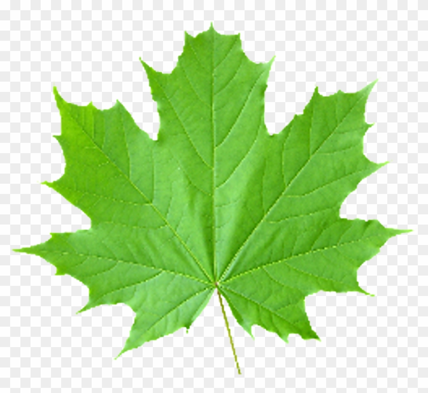 Look At Leaves Maple Leaf Clip Art - Look At Leaves Maple Leaf Clip Art #272598