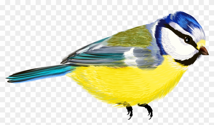 Bird Transparent Png Clipart Png M 1434276635 - Passaro Em Galho Desenho #272525