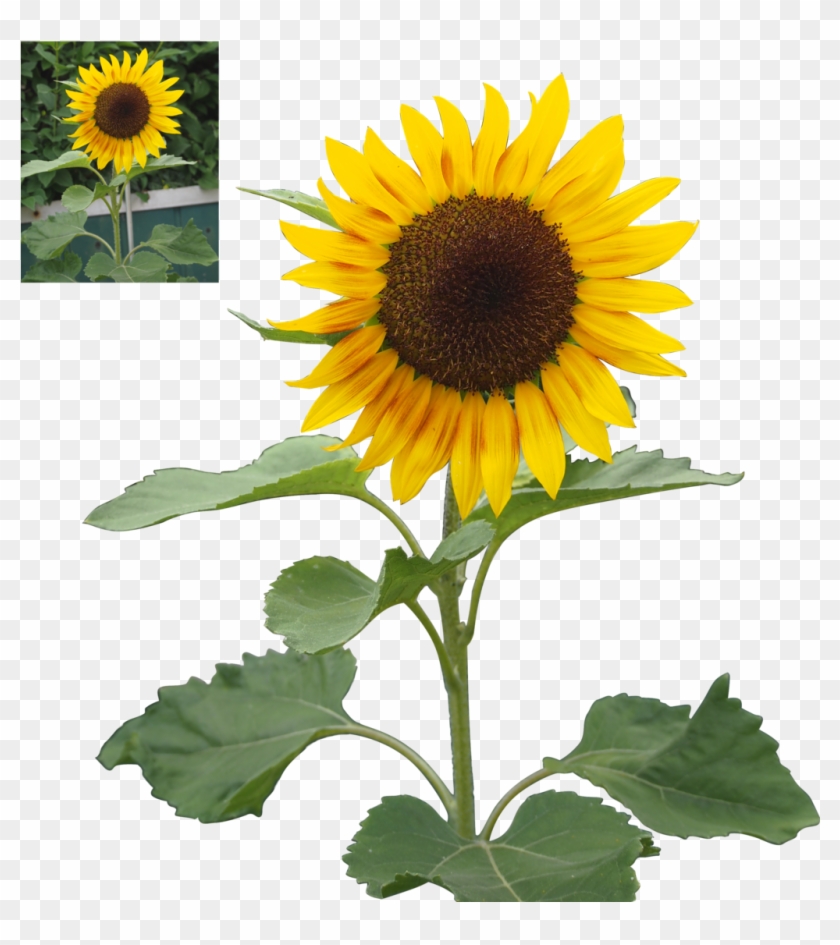 Sunflower Png Precut By Nexu4 Sunflower Png Precut - Sunflower Png Deviant #272554