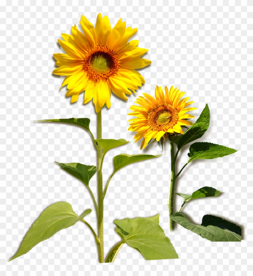 Common Sunflower Plant Download - Common Sunflower Plant Download #272657