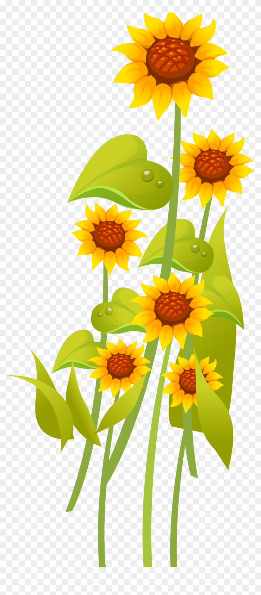 Common Sunflower Cartoon Drawing - Common Sunflower - Free Transparent PNG  Clipart Images Download
