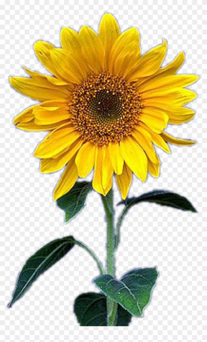 Common Sunflower Yellow - Common Sunflower Yellow #272739