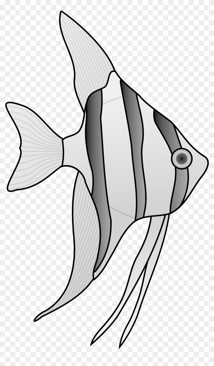 Angel Fish Cliparts Clip Art Library - Salt Water Fish Drawing #272700