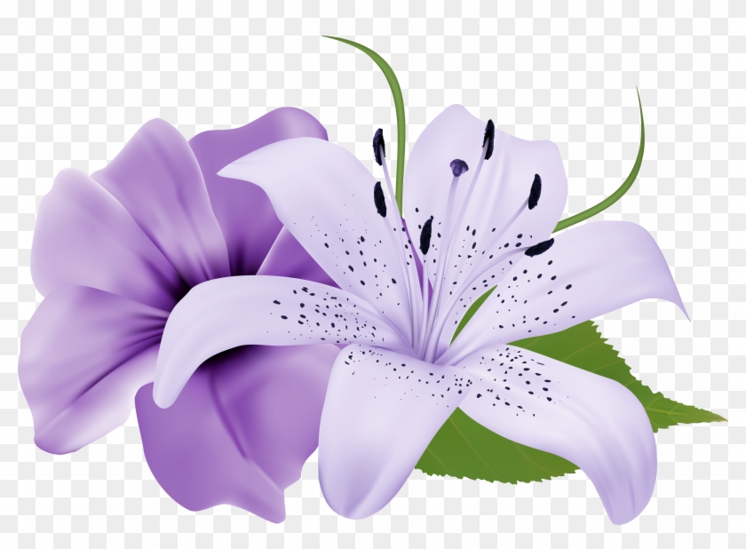 Purple Two Exotic Flowers Png Clipart Image - Easter Lily Flowers Background #272801