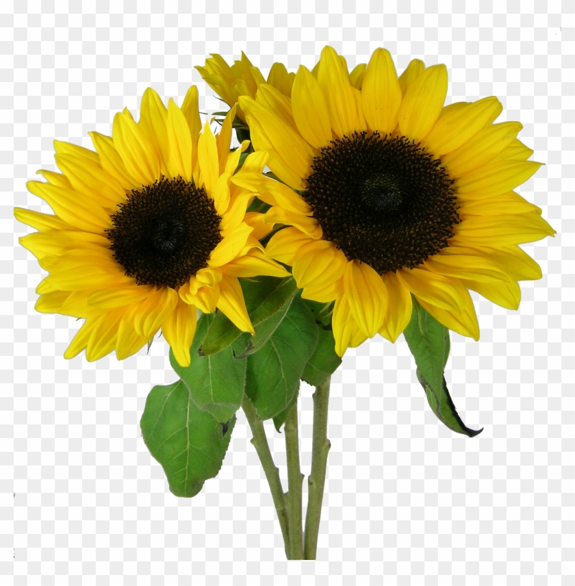 Sunflower Png Background Image - My First Book Of Early Learners [book] #272810