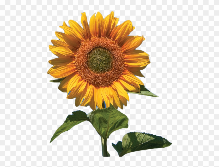 Sunflower Flower Free Png Transparent Images Free Download - Skyscraper Giant Sunflower 50+ Seeds #272813