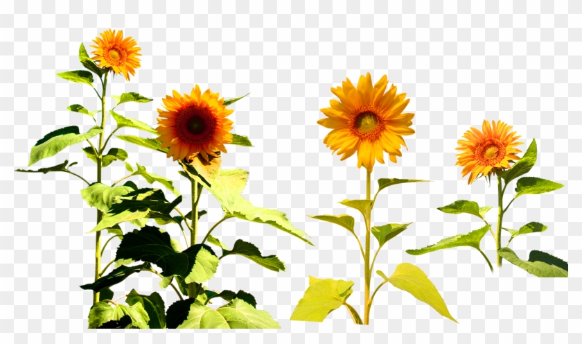 Four Cut Sunflowers Common Sunflower Two Cut Sunflowers - Four Cut Sunflowers Common Sunflower Two Cut Sunflowers #273288