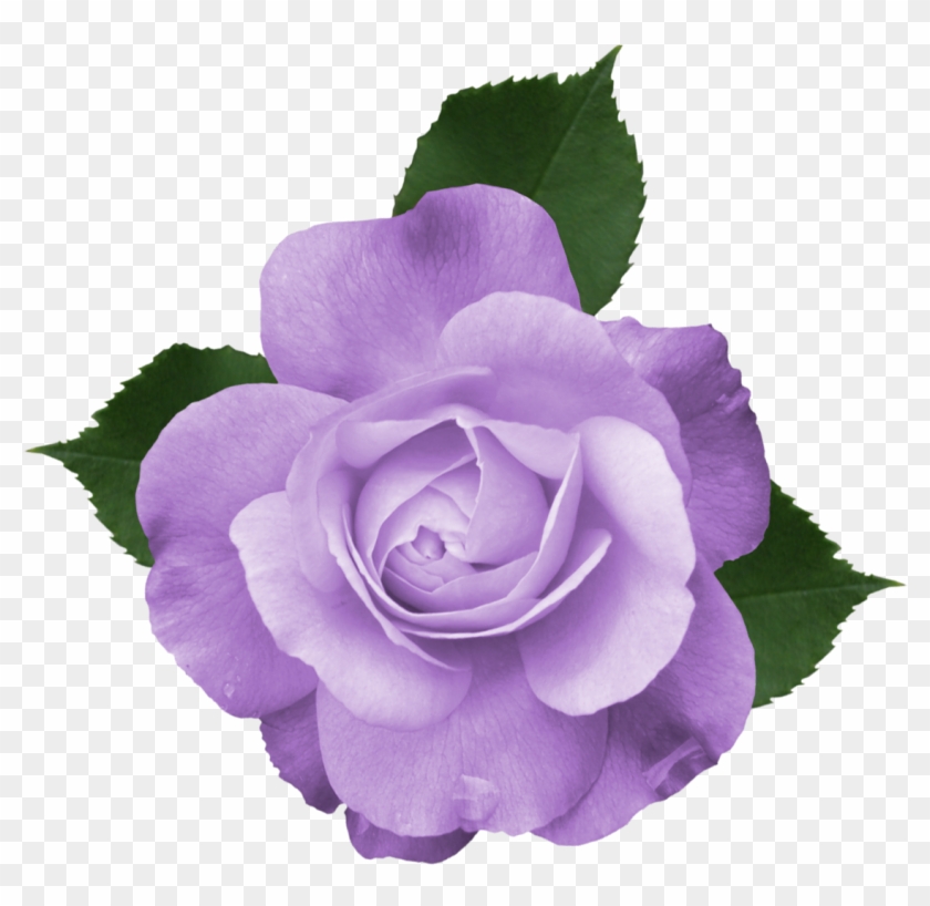 Purple Rose Clipart Transparent Background - Purple Rose Vector Png #272827