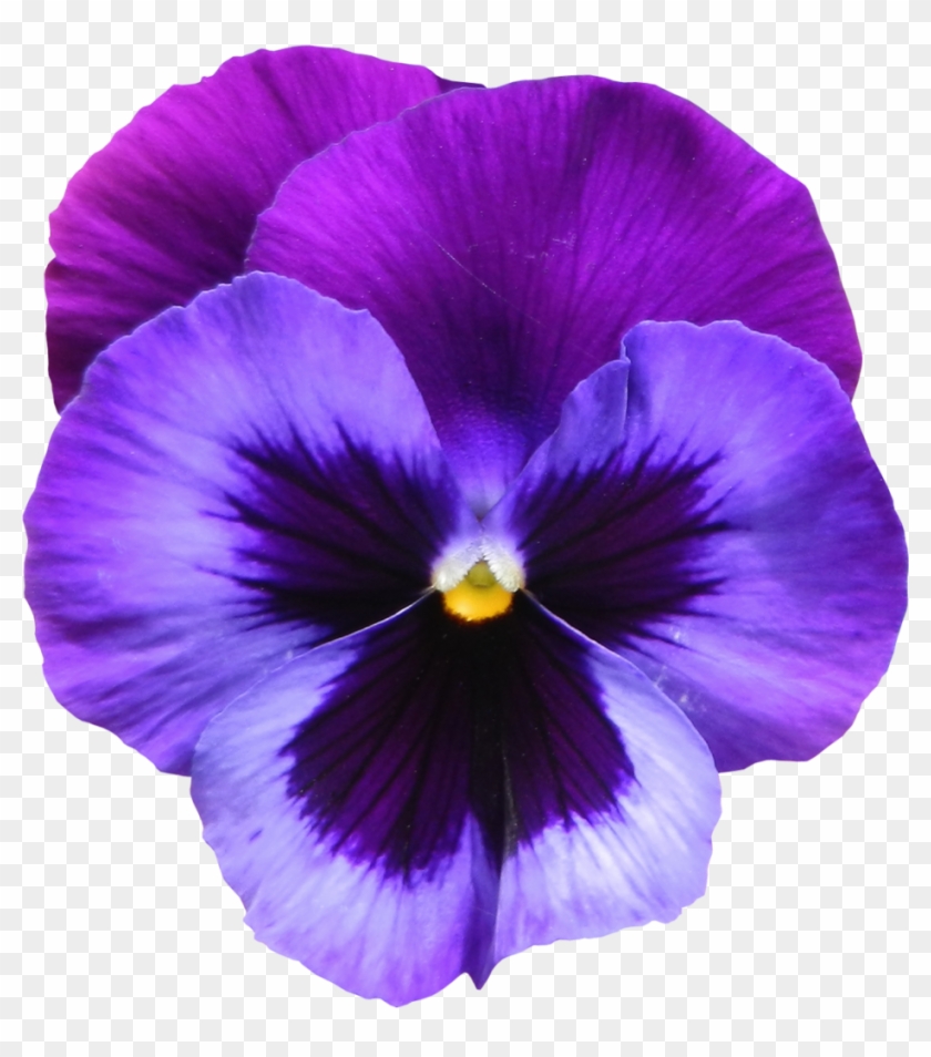 Purple Rose Clipart Transparent Background - Violet Flower #272887