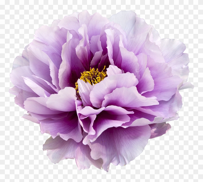 Violet Clipart Transparent Background - Peony Purple #272914