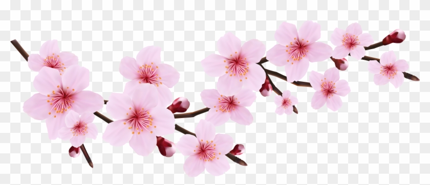 Blossom Spring Pink Twig Transparent Png Clip Art Image - Blossom Spring Pink Twig Transparent Png Clip Art Image #272969