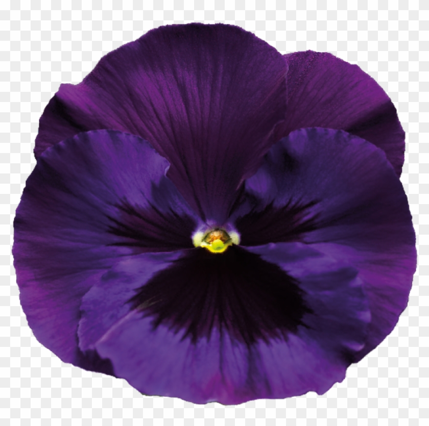Violet Clipart Transparent Background - Purple Flower No Background - Free  Transparent PNG Clipart Images Download