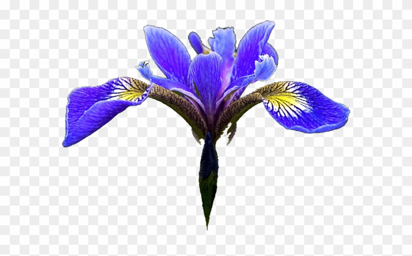 Purple Iris Flower Clipart - Blue Iris Flower Png #272979