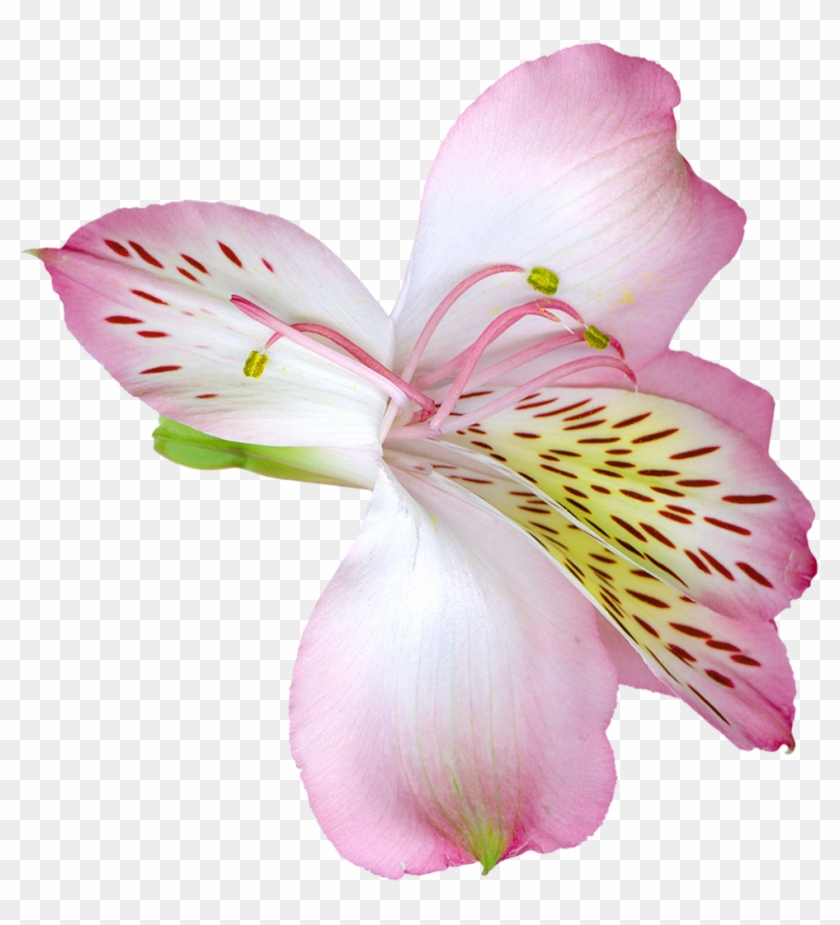 Pink Transparent Lily Flower Png Clipart - Pink Transparent Lily Flower Png Clipart #272998