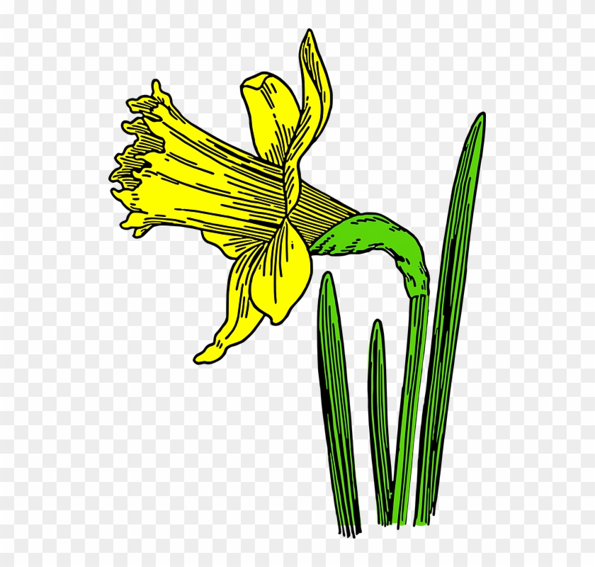 Daffodil Image 9, Buy Clip Art - Animated Pictures Of Daffodils #273025