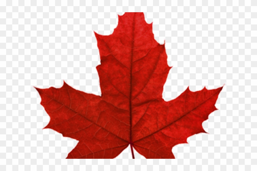 Canada Maple Leaf Png Transparent Images - Sugar Maple Leaf #273038