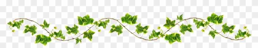 Vines Transparent Png Pictures - Ivy Border Clip Art #273121