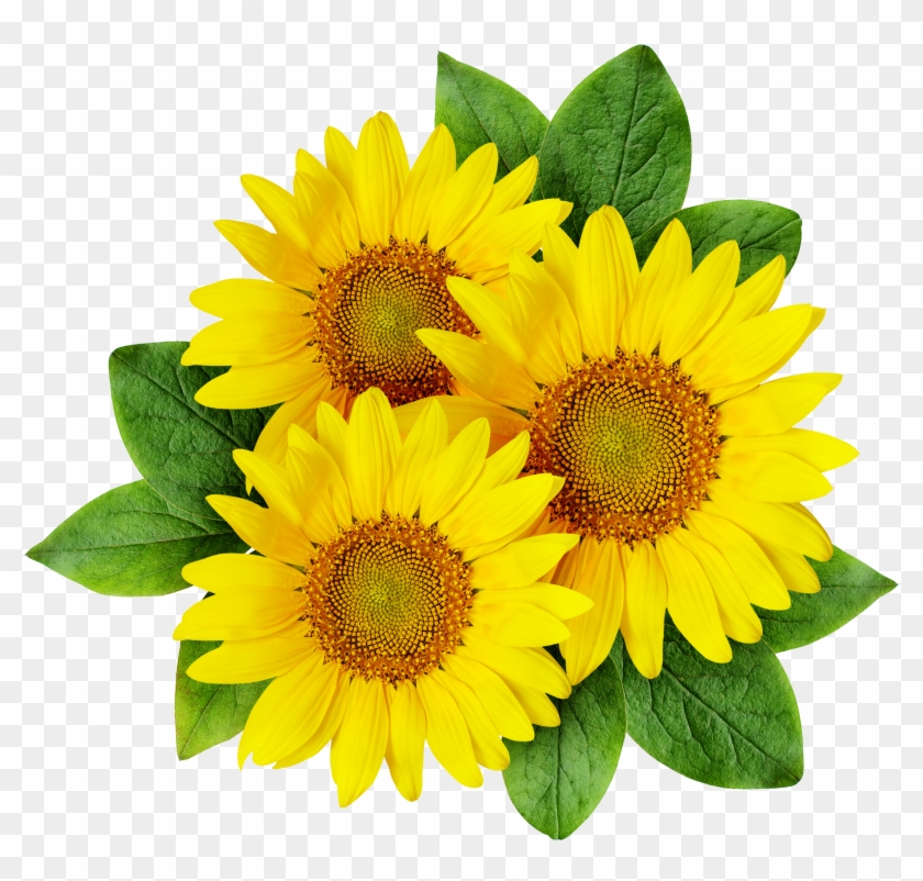 Common Sunflower Cartoon Sunflower Seed - Sun Flowers Png Logo #273312