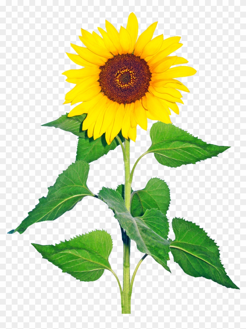 R - Sun Flower Images Png #273315