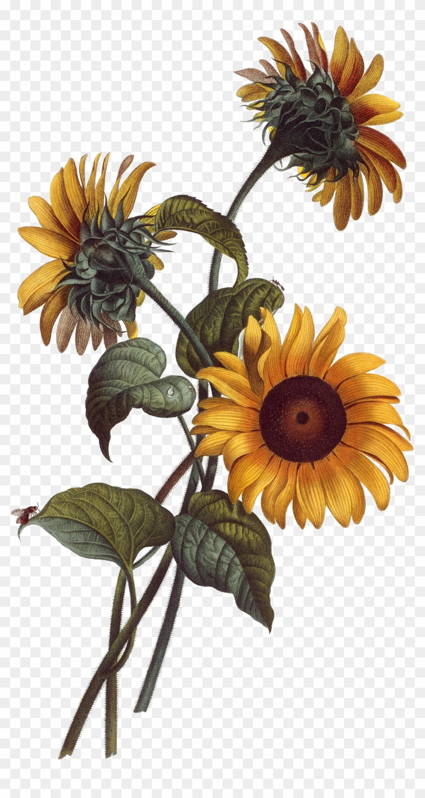 Common Sunflower Watercolor Painting Drawing Botanical - Sunflower Illustration #273327