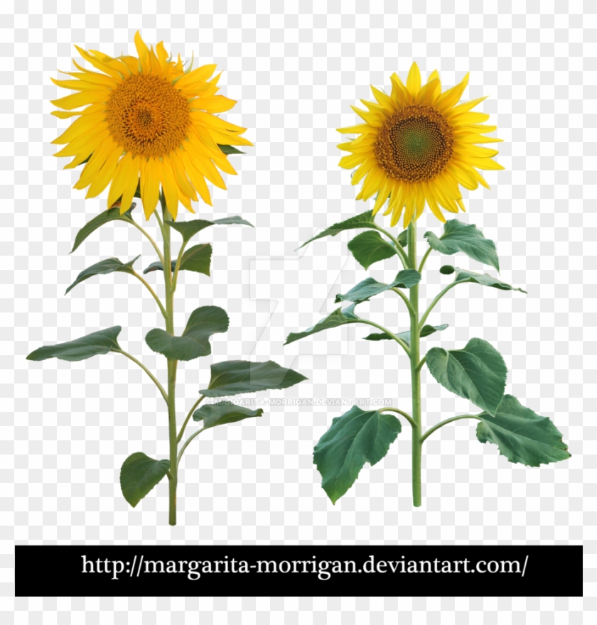 Sunflower By Margarita Morrigan Sunflower By Margarita - Sunflower Plant Png #273331