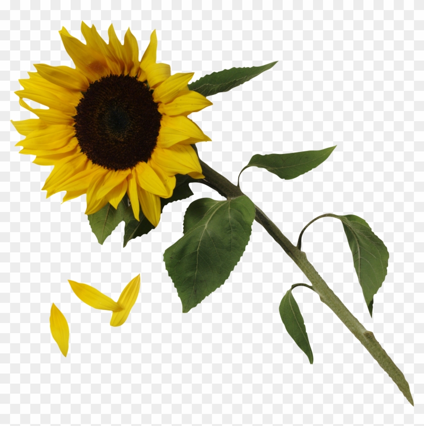 Sunflower Image Png Image - Sunflower Png #273360