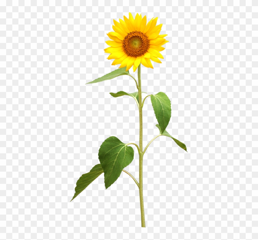 Common Sunflower Plant Stem Stock Photography - Excellent Shop Sunflowers Butterflies English Letters #273372