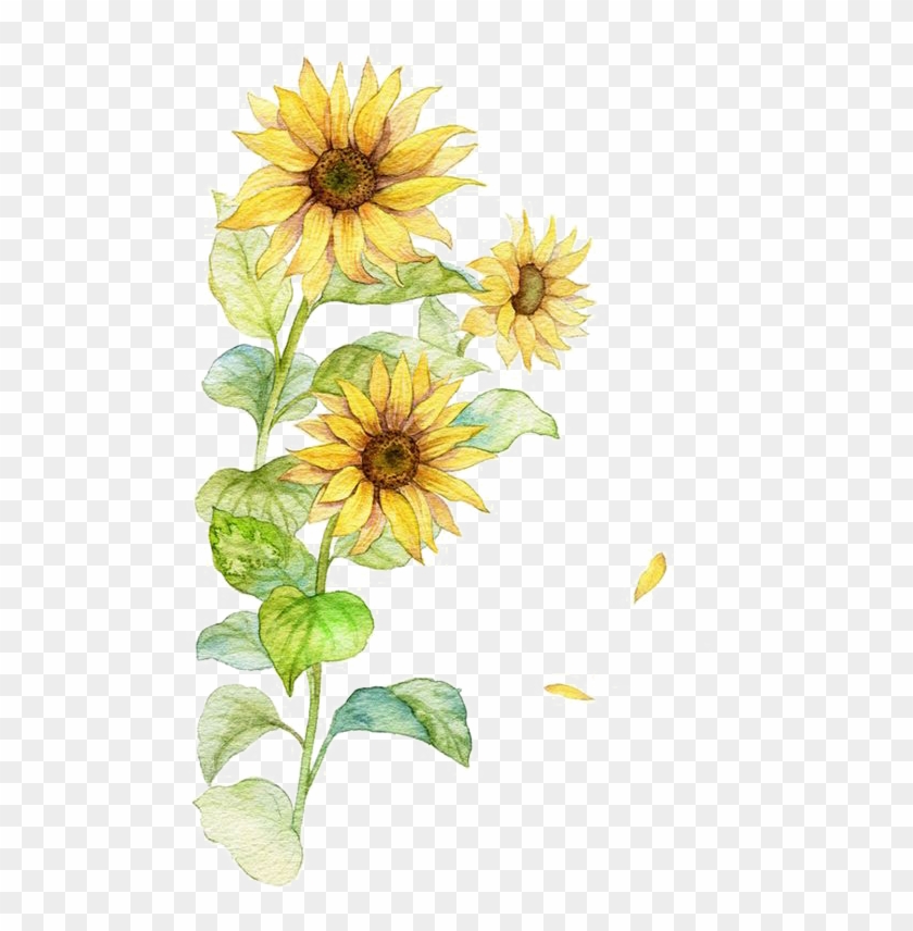 Common Sunflower Poster - Common Sunflower Poster #273422