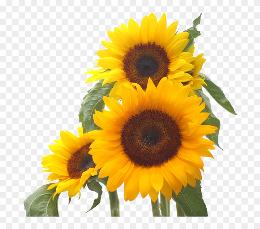 Common Sunflower Desktop Wallpaper Sunflower Seed - Common Sunflower Desktop Wallpaper Sunflower Seed #273475