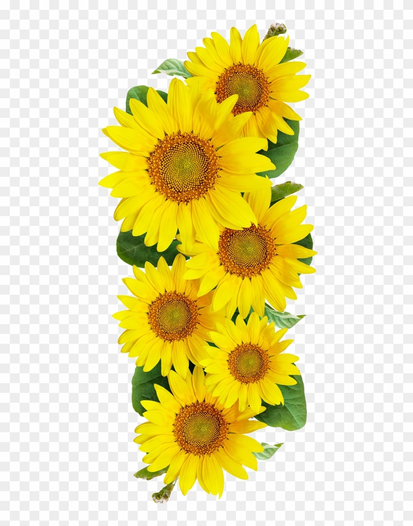 Common Sunflower Photography - Common Sunflower Photography #273552