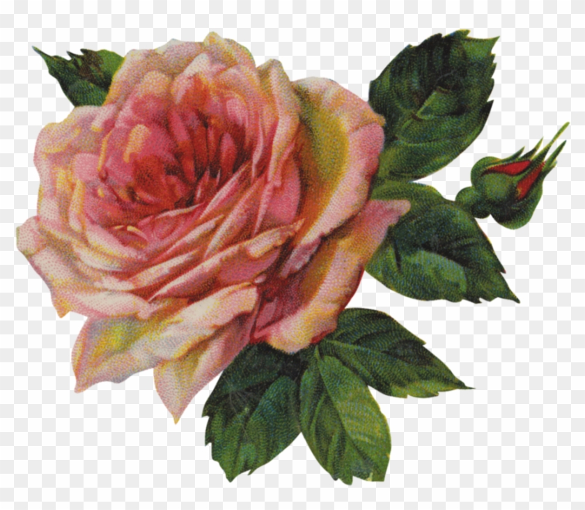 77,208 Pink Rose Stock Vector Illustration And Royalty - Vintage Flowers Png Transparent #273529
