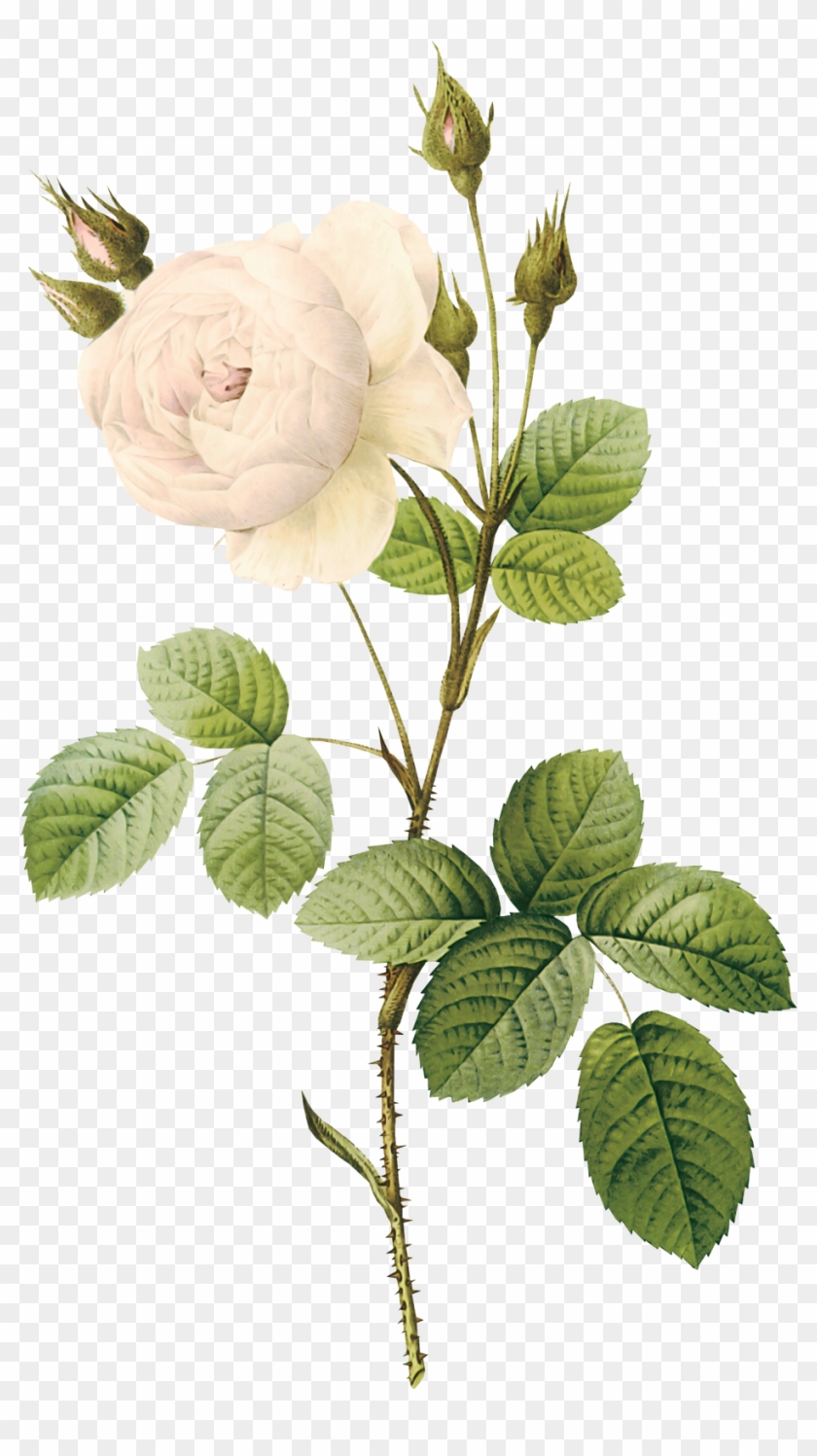 White Rose Clipart Real - Rose Botanical Illustration #273543