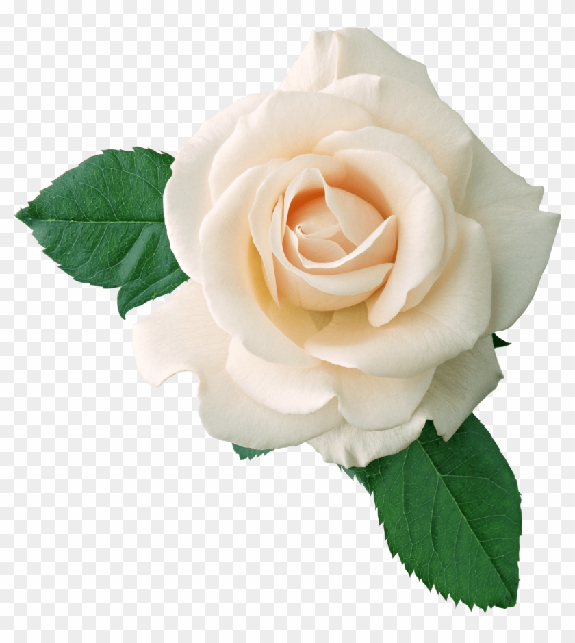 Elower Clipart Real - White Roses Transparent Background #273566